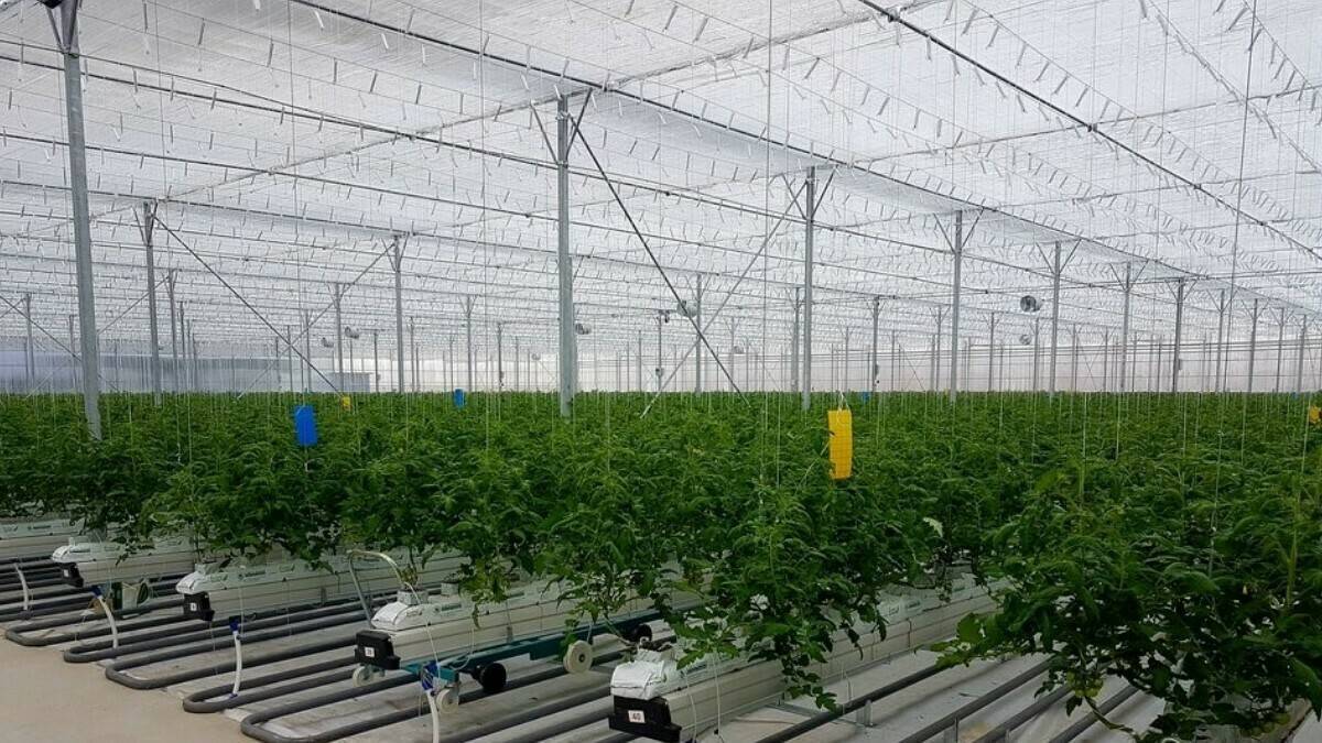 INTA-1200x675|INTA-1200-2|INTA-Logo-gran|INTA-arboles-4x3|Inta-hidropónico-arena|INTA-clima-fertirrigación|INTA-conectividad|INTA-dosificación-fertilizante|INTA-Vivero en Polonia 3